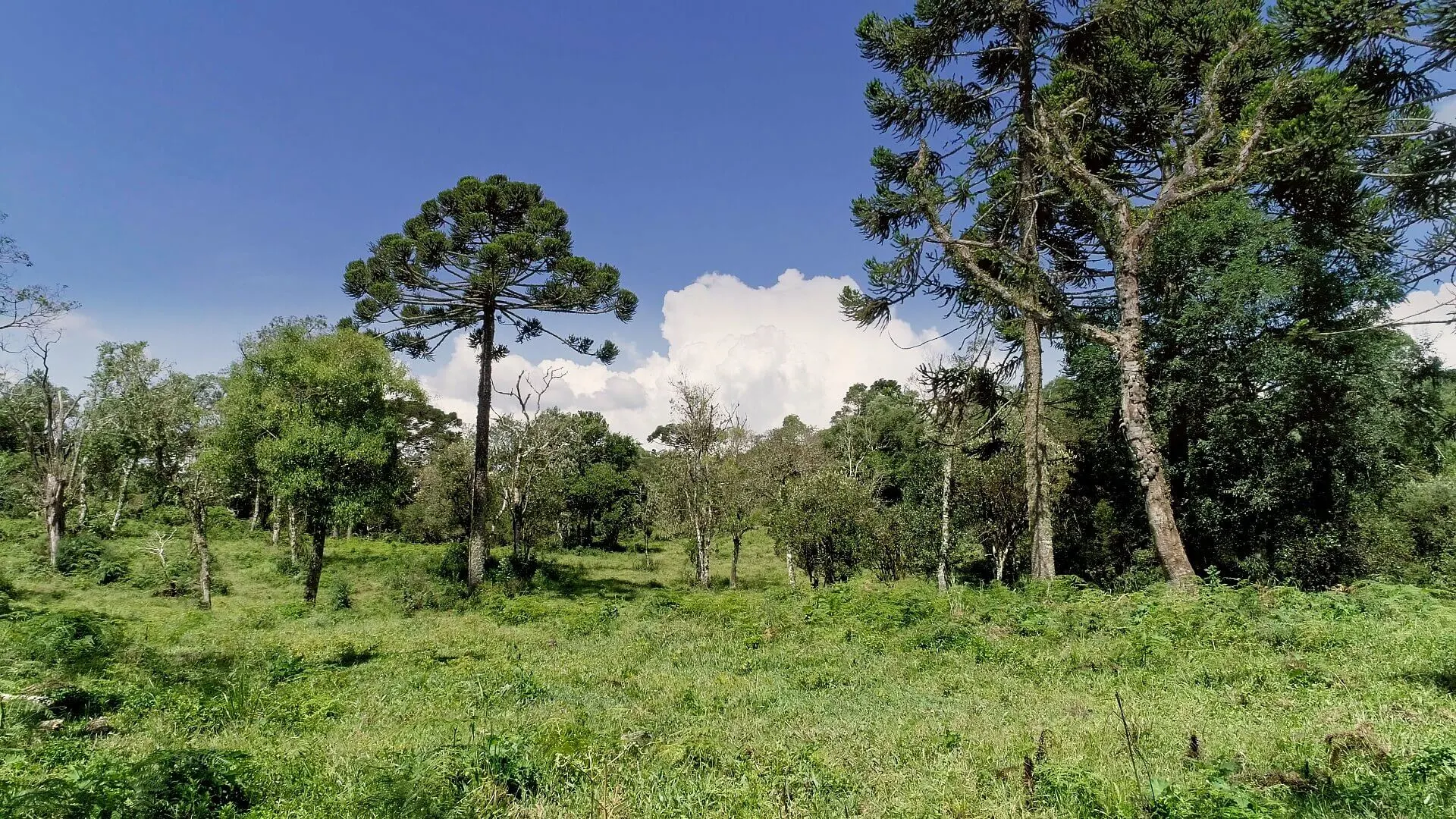 Sítio à venda de 5 ha em Urubici, SC, Brasil