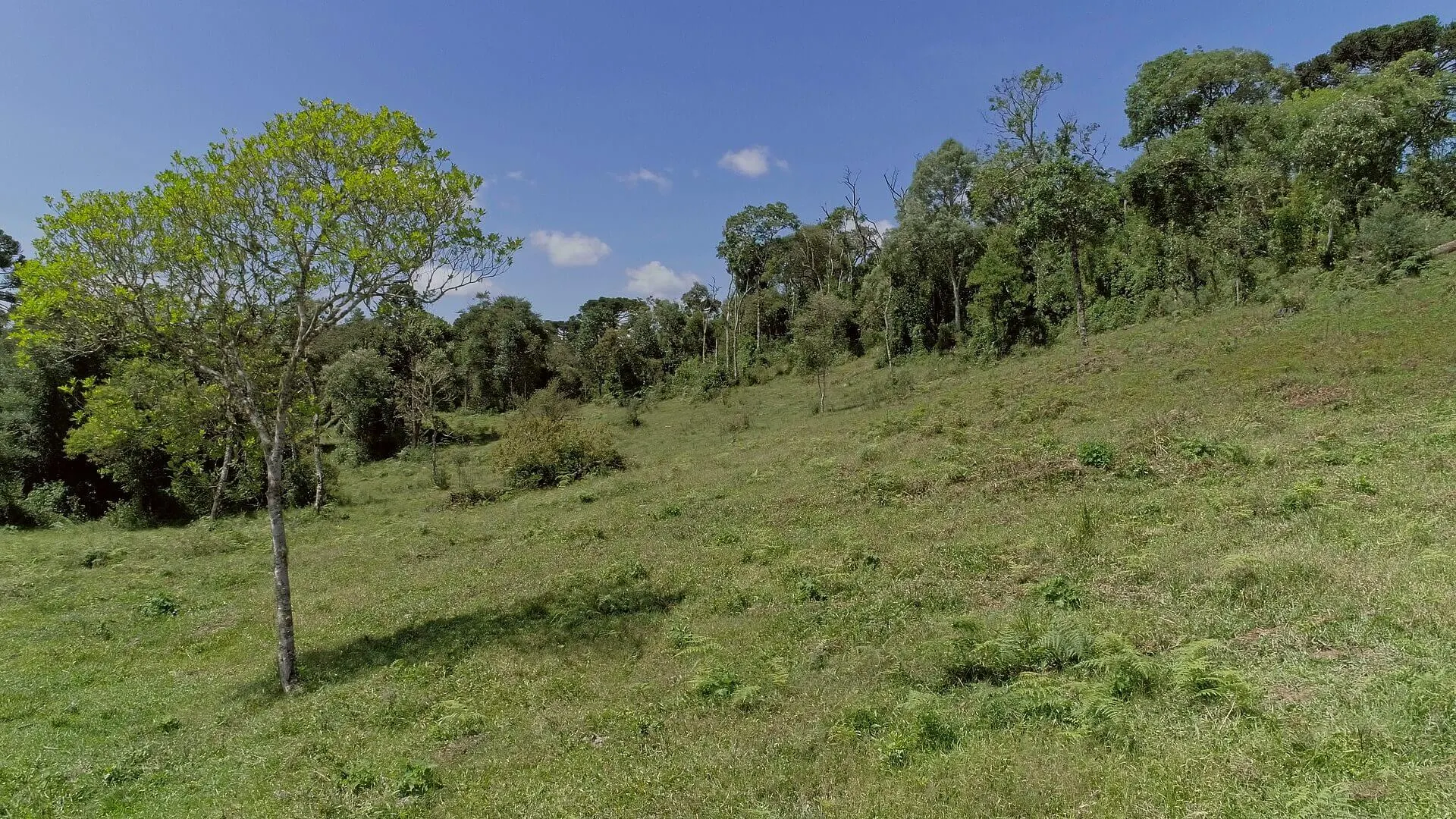 Sítio à venda de 5 ha em Urubici, SC, Brasil