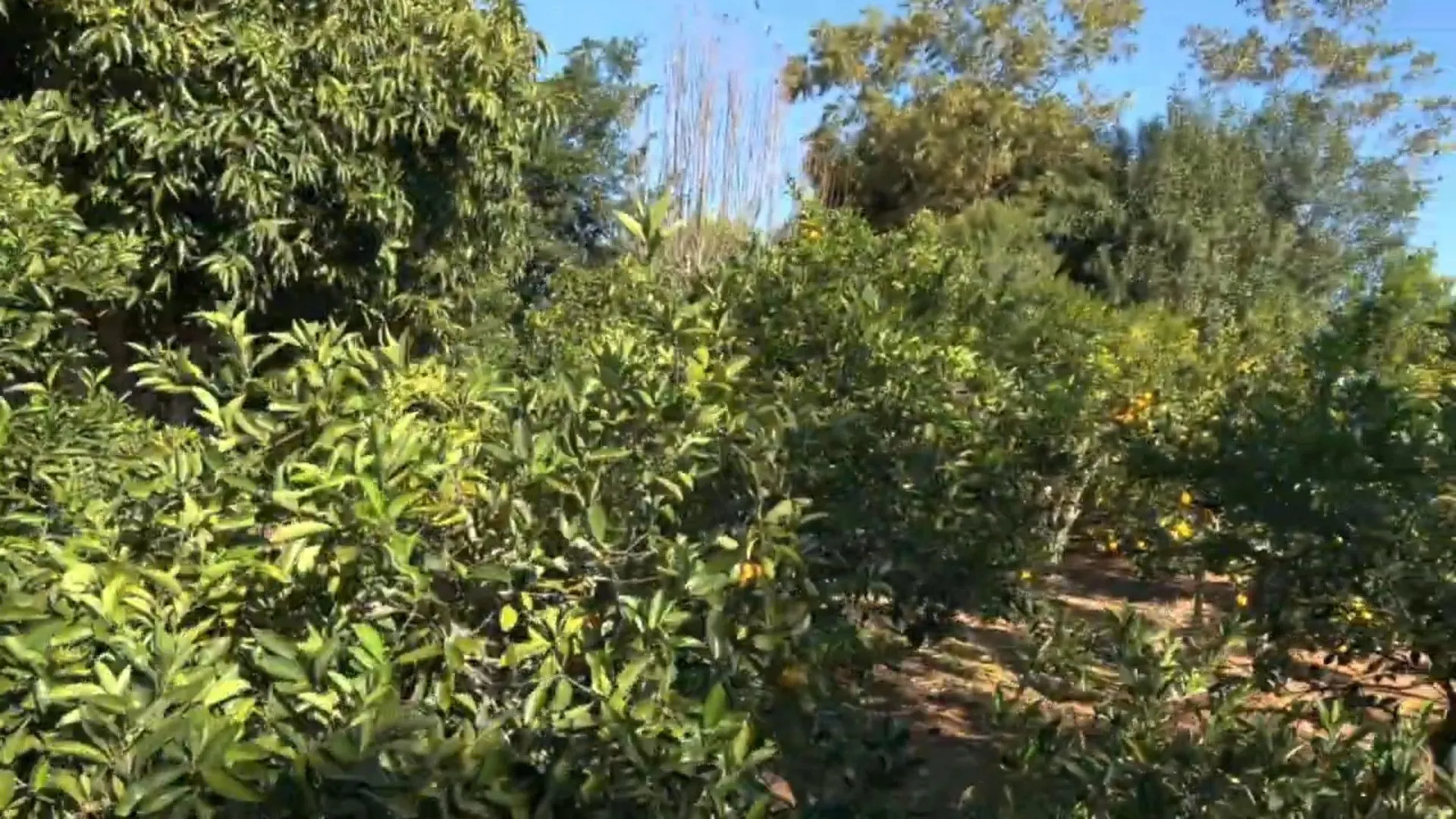 Chácara à venda de 3.900 m² em Igrejinha, RS, Brasil