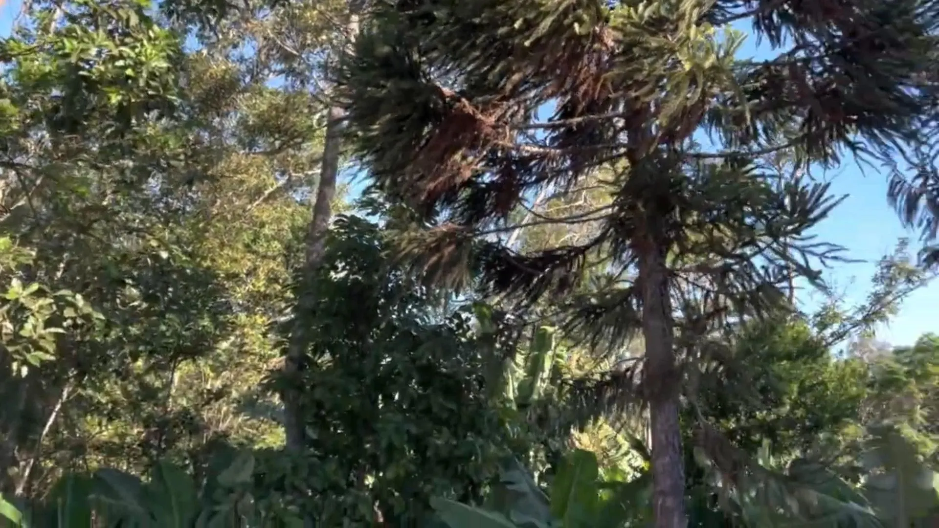 Chácara à venda de 3.900 m² em Igrejinha, RS, Brasil