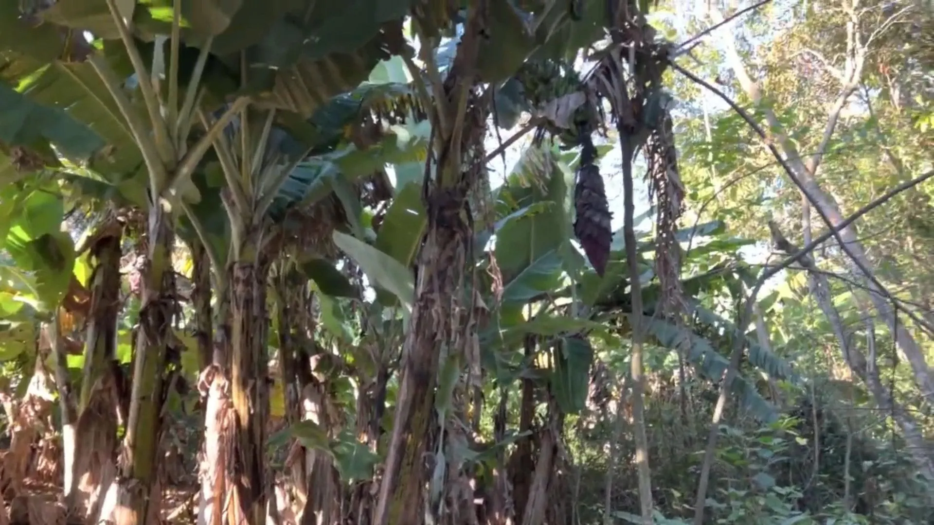 Chácara à venda de 3.900 m² em Igrejinha, RS, Brasil