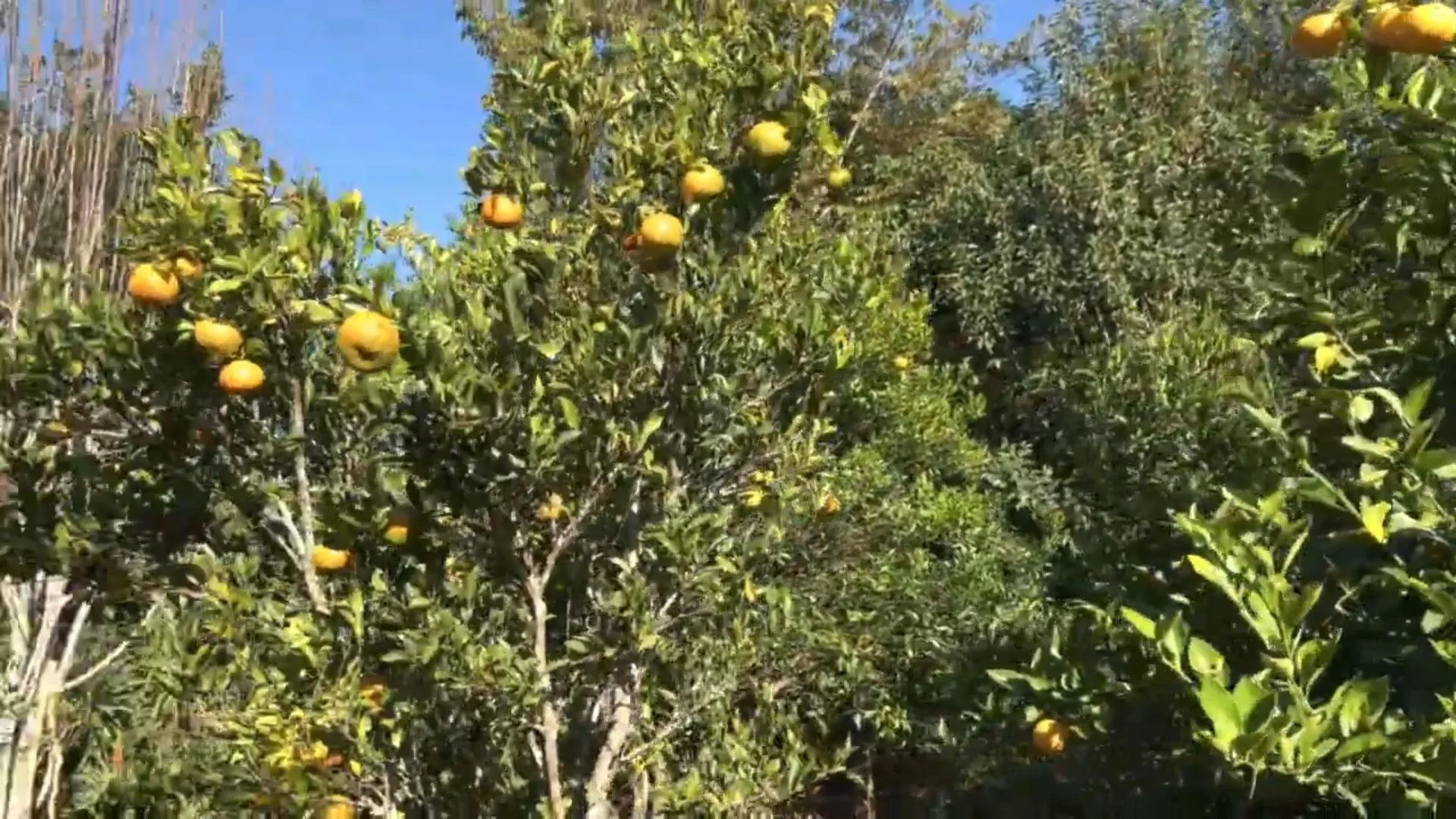 Chácara à venda de 3.900 m² em Igrejinha, RS, Brasil