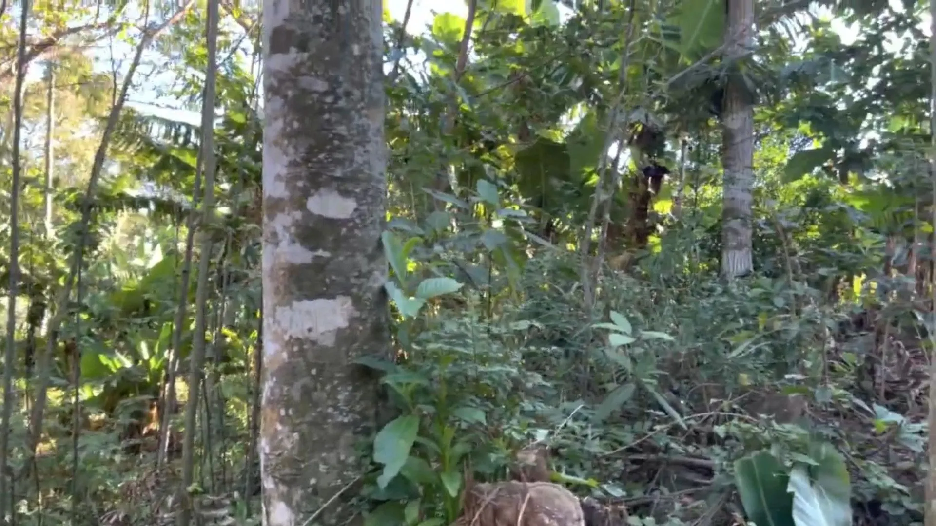 Chácara à venda de 3.900 m² em Igrejinha, RS, Brasil