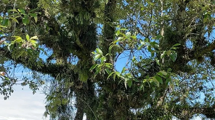 Sítio à venda de 6 ha em Santo Antônio da Patrulha, RS, Brasil