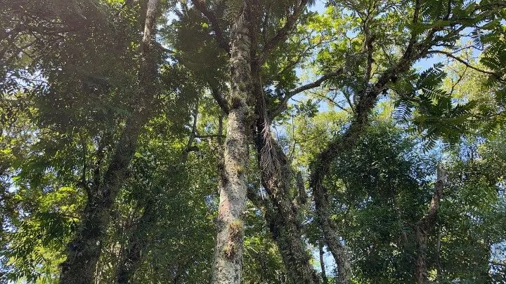 Sítio à venda de 6 ha em Santo Antônio da Patrulha, RS, Brasil