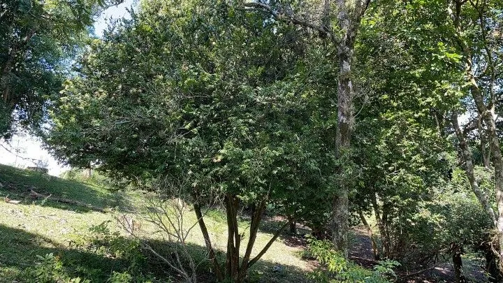 Sítio à venda de 6 ha em Santo Antônio da Patrulha, RS, Brasil