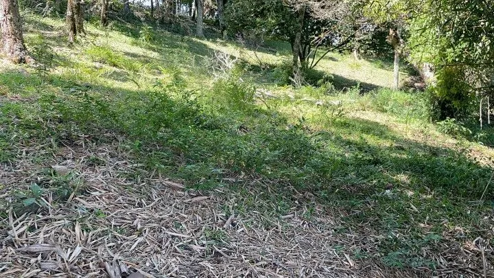 Sítio à venda de 6 ha em Santo Antônio da Patrulha, RS, Brasil