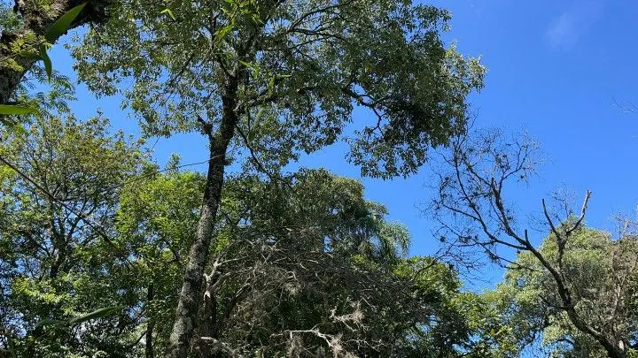 Sítio à venda de 6 ha em Santo Antônio da Patrulha, RS, Brasil