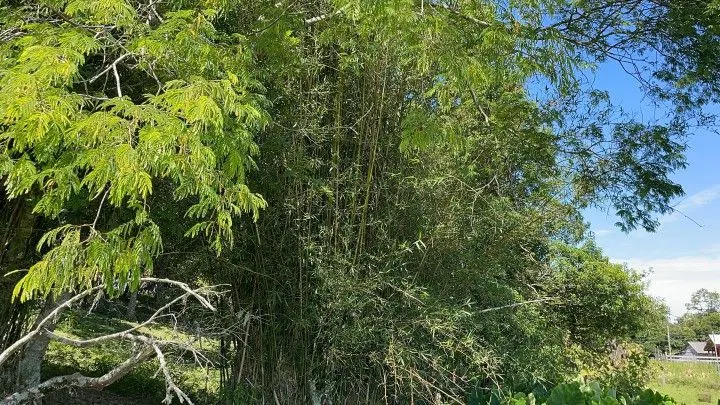 Sítio à venda de 6 ha em Santo Antônio da Patrulha, RS, Brasil