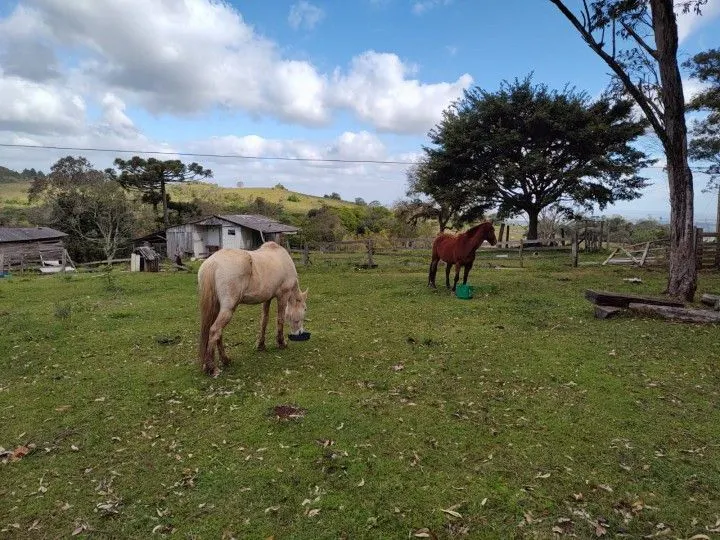 Sítio à venda de 6 ha em Santo Antônio da Patrulha, RS, Brasil
