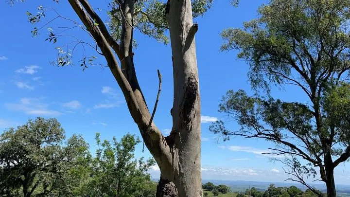 Sítio à venda de 6 ha em Santo Antônio da Patrulha, RS, Brasil