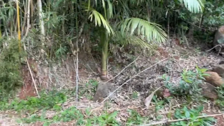 Chácara à venda de 3 ha em Três Cachoeiras, RS, Brasil