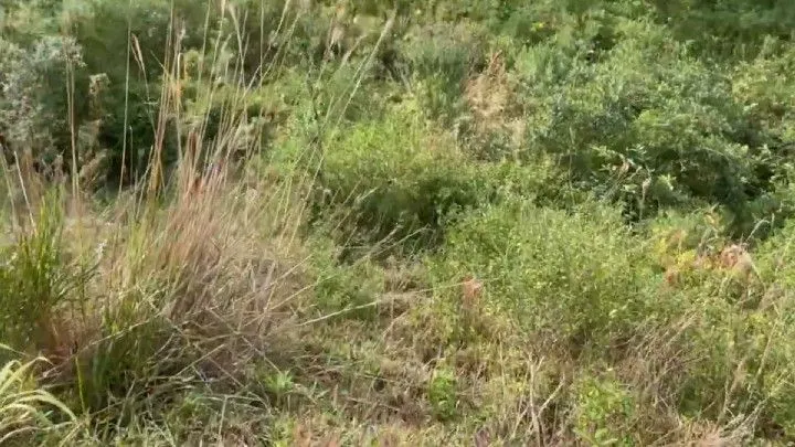 Chácara à venda de 3 ha em Três Cachoeiras, RS, Brasil