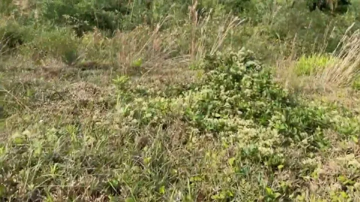 Chácara à venda de 3 ha em Três Cachoeiras, RS, Brasil