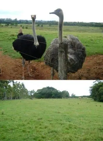 Fazenda à venda de 65 ha em Campina do Monte Alegre, SP, Brasil