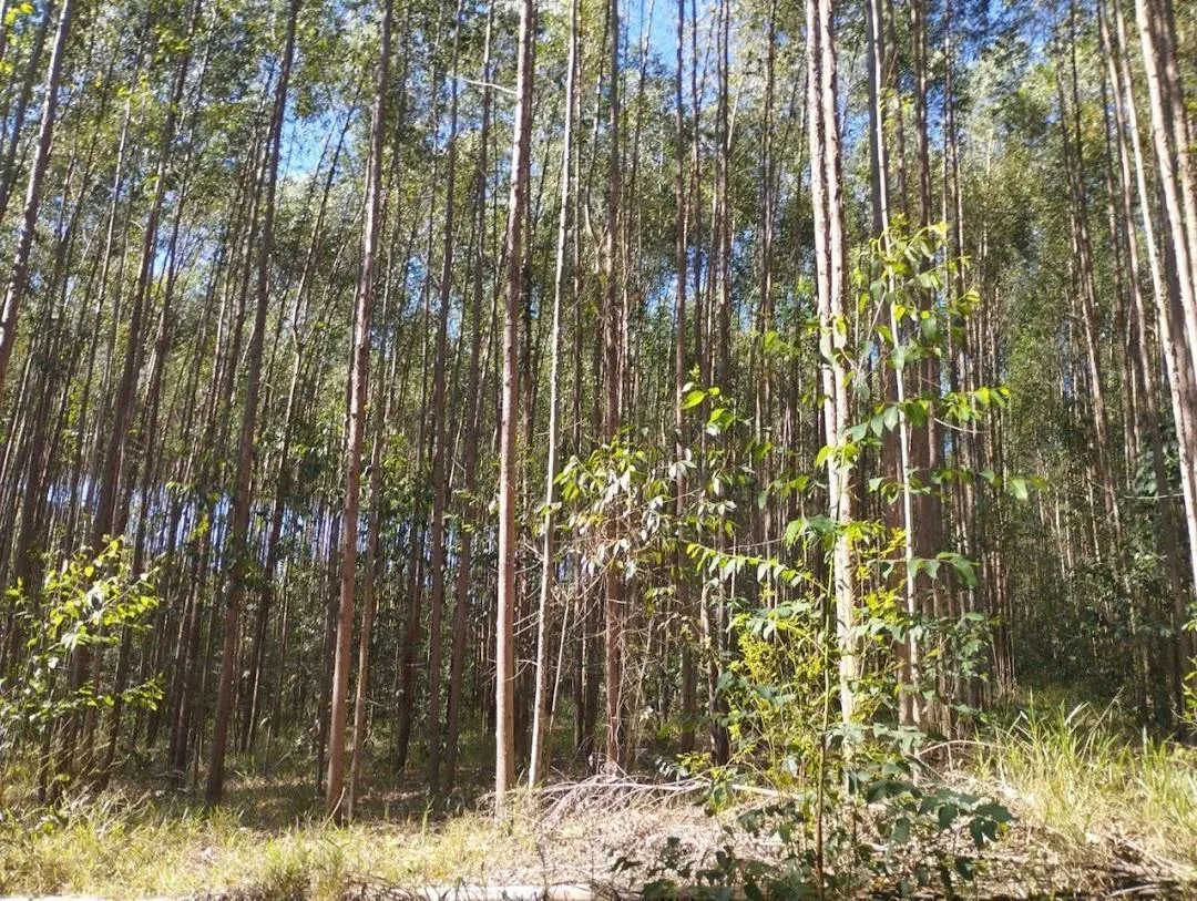 Fazenda à venda de 186 ha em Guareí, SP, Brasil
