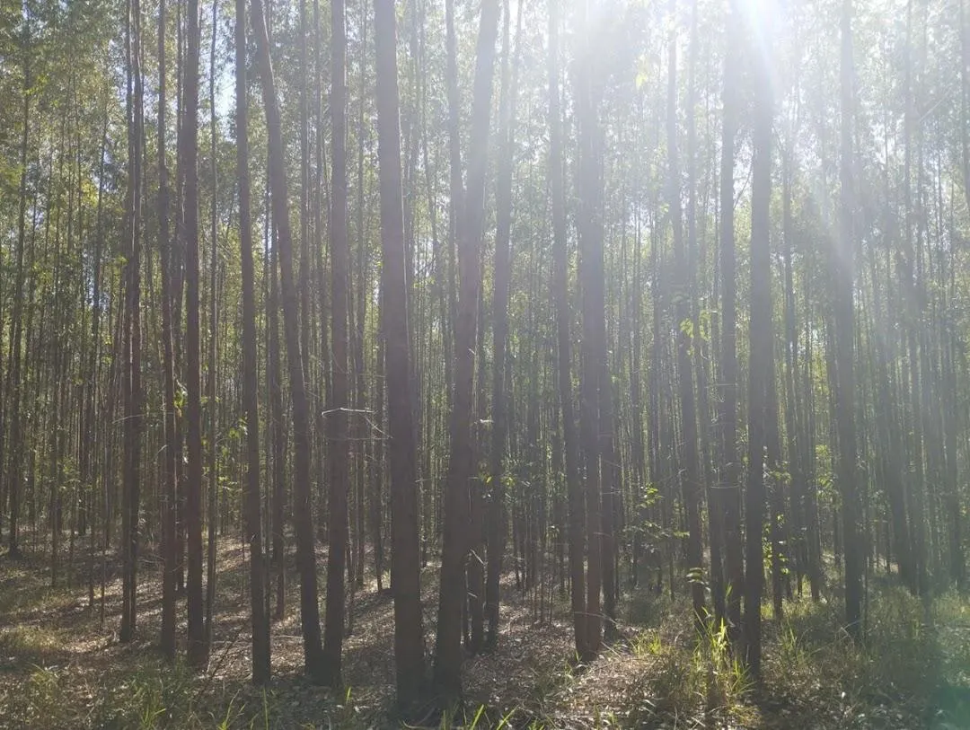 Fazenda à venda de 186 ha em Guareí, SP, Brasil