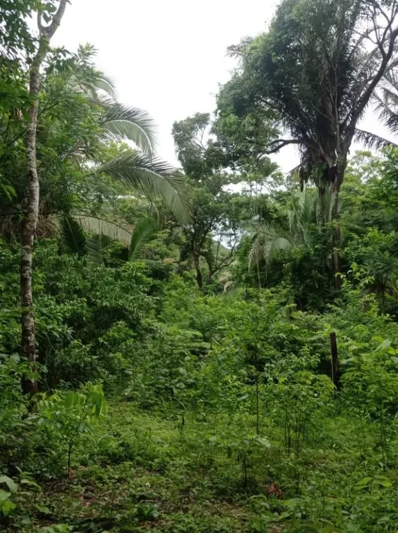 Sítio à venda de 40 ha em Santo Antônio do Leverger, MT, Brasil