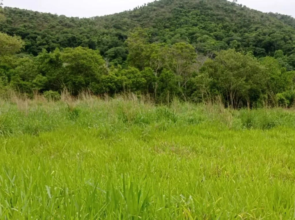 Sítio à venda de 40 ha em Santo Antônio do Leverger, MT, Brasil