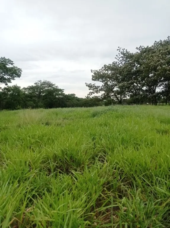 Sítio à venda de 40 ha em Santo Antônio do Leverger, MT, Brasil