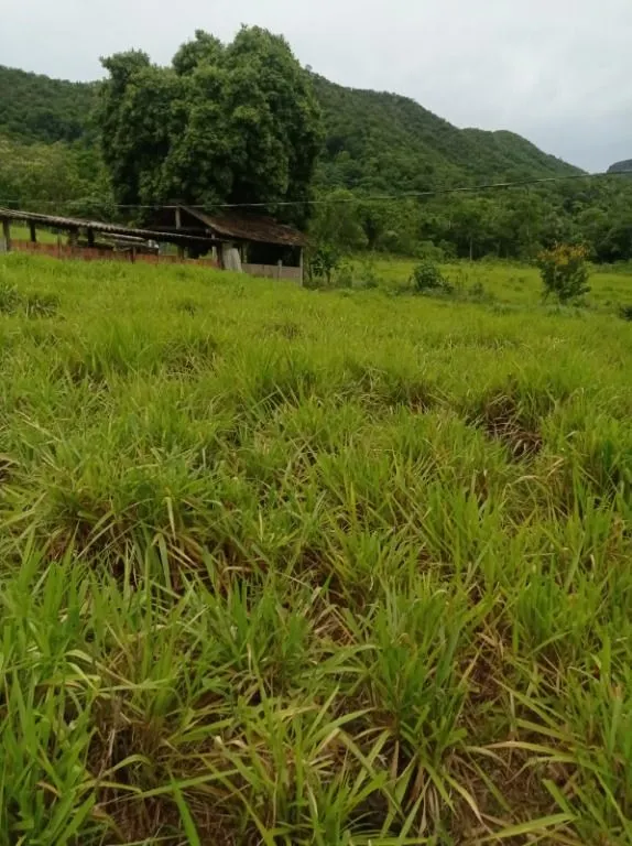 Sítio à venda de 40 ha em Santo Antônio do Leverger, MT, Brasil