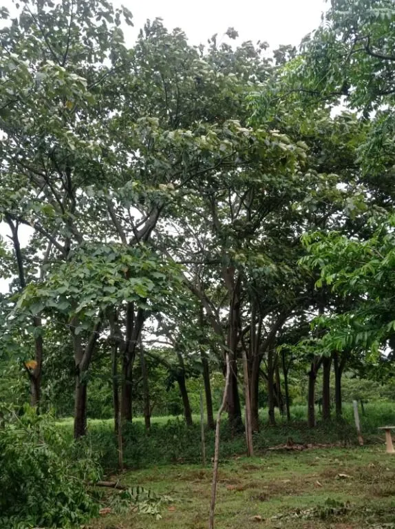 Sítio à venda de 40 ha em Santo Antônio do Leverger, MT, Brasil