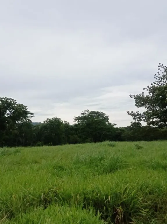 Sítio à venda de 40 ha em Santo Antônio do Leverger, MT, Brasil
