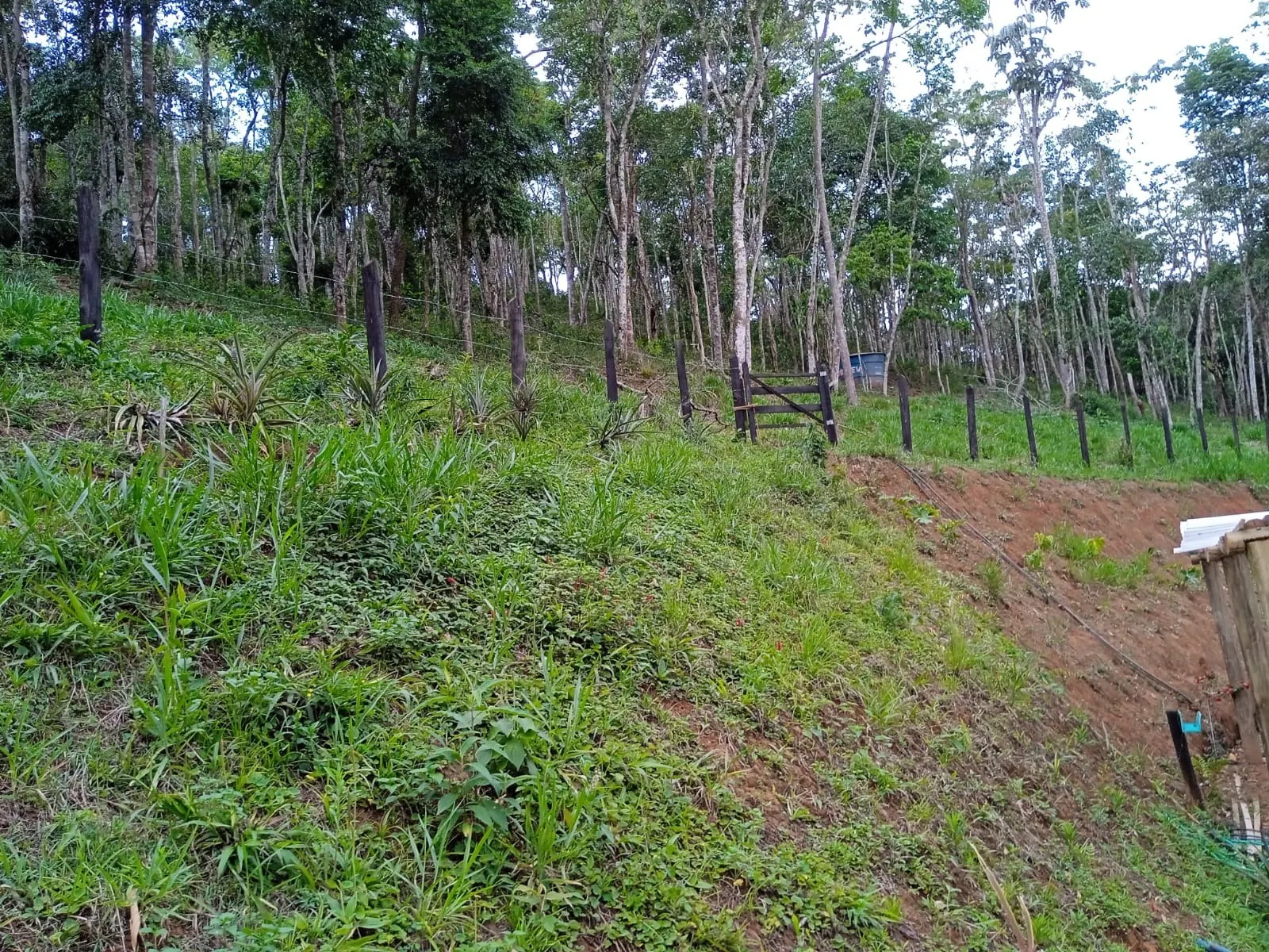 Small farm for sale of 15 acres in Paraibuna, SP, Brazil