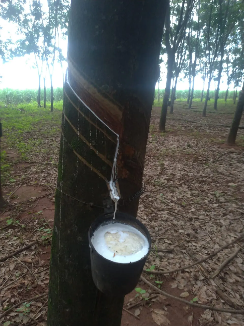 Chácara à venda de 7 ha em Pedranópolis, SP, Brasil