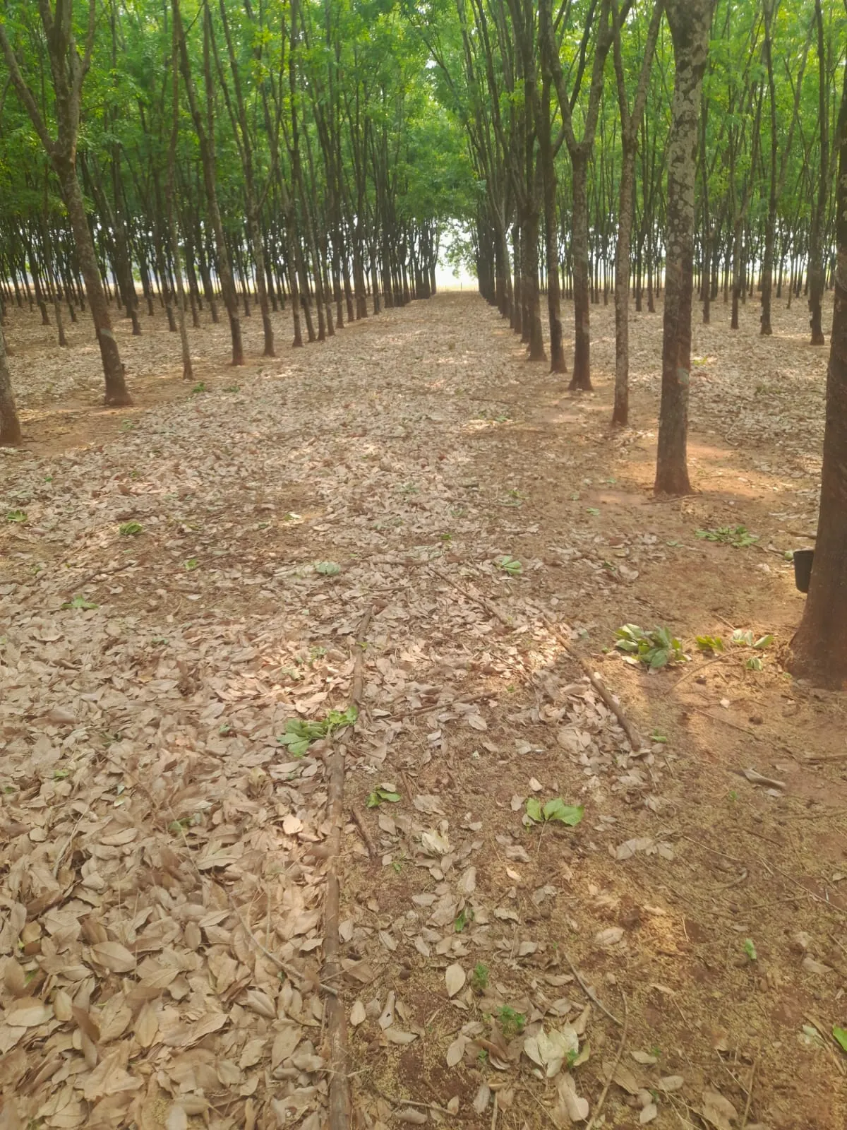 Chácara à venda de 7 ha em Pedranópolis, SP, Brasil