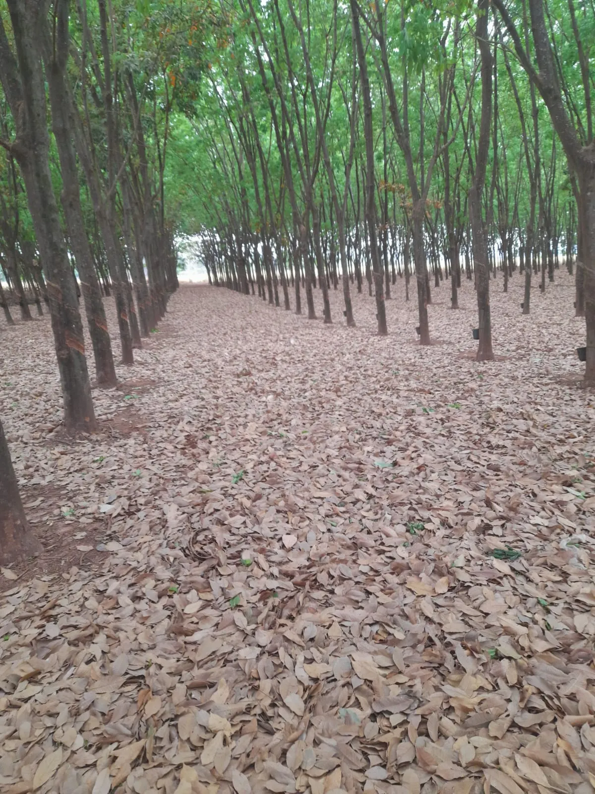 Chácara à venda de 7 ha em Pedranópolis, SP, Brasil