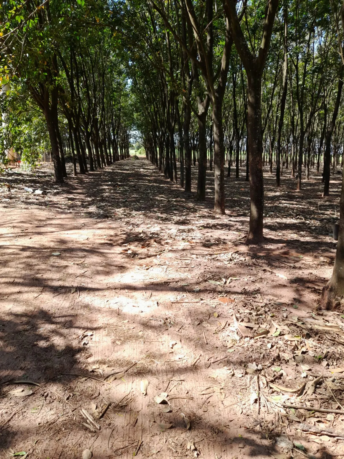 Chácara à venda de 7 ha em Pedranópolis, SP, Brasil