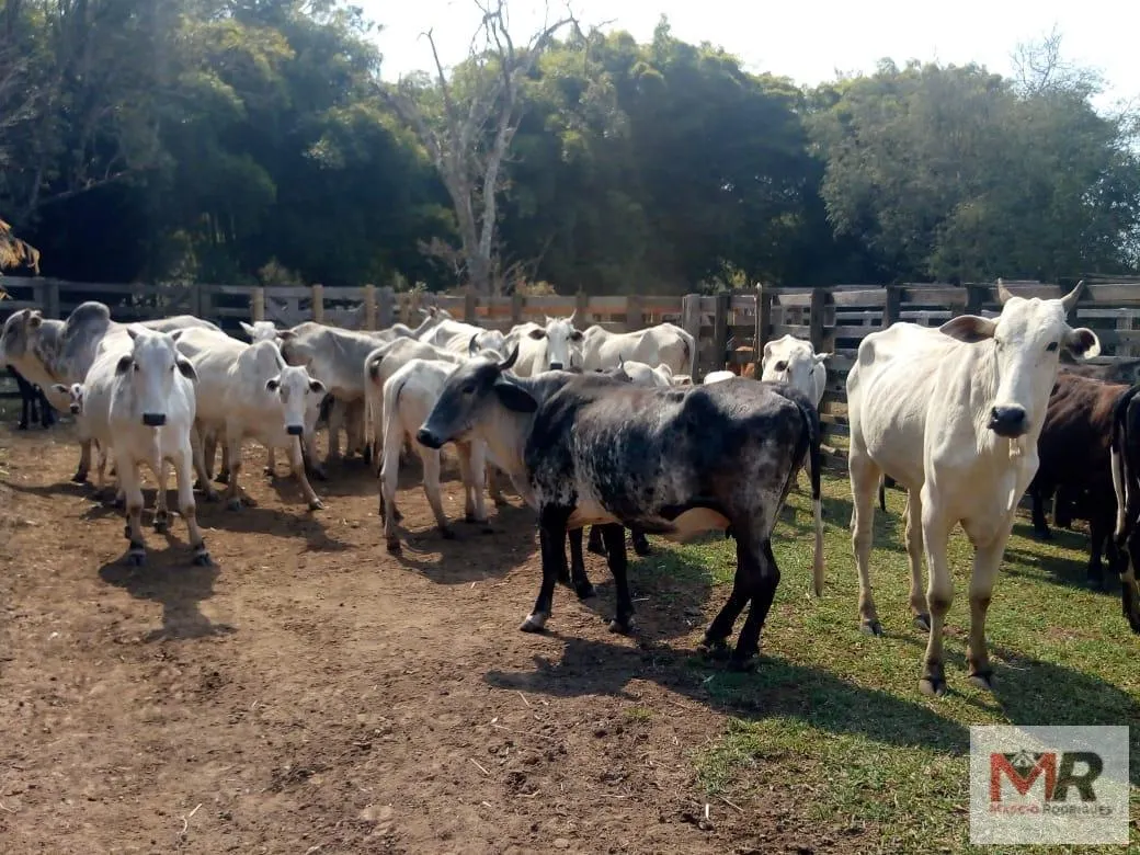 Sítio à venda de 48 ha em Cambuí, MG, Brasil