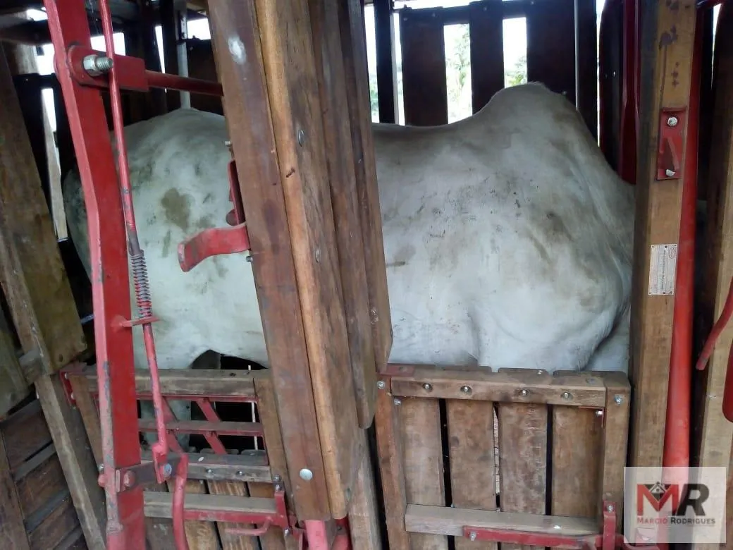 Sítio à venda de 48 ha em Cambuí, MG, Brasil