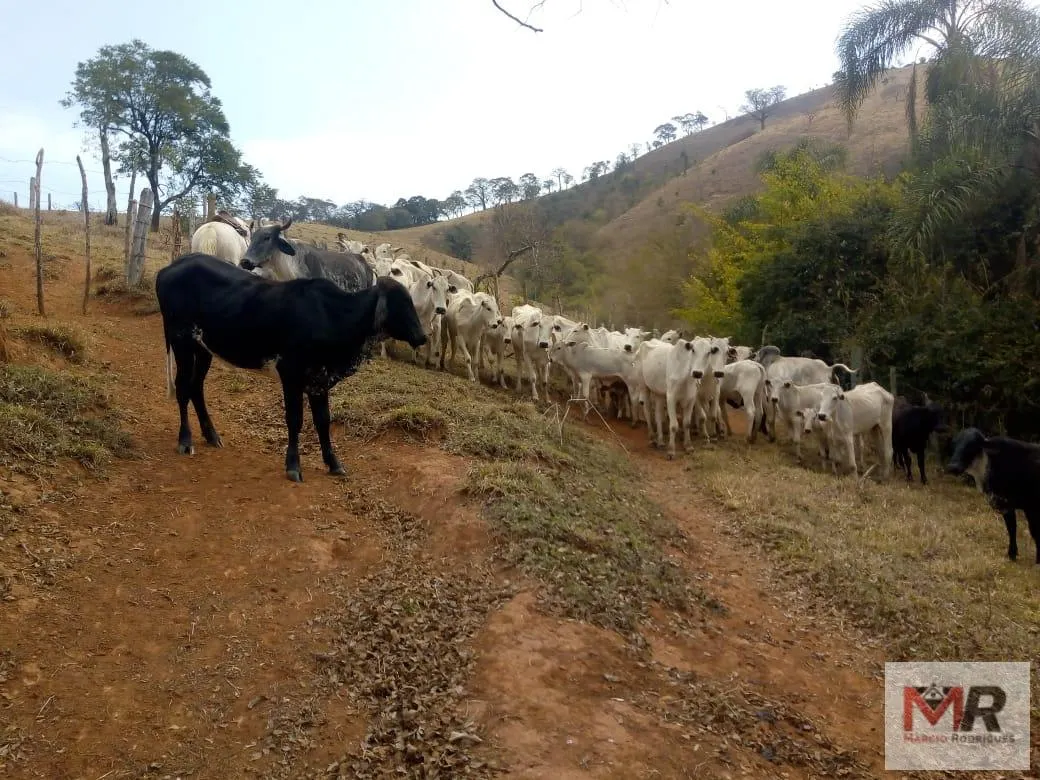 Sítio à venda de 48 ha em Cambuí, MG, Brasil
