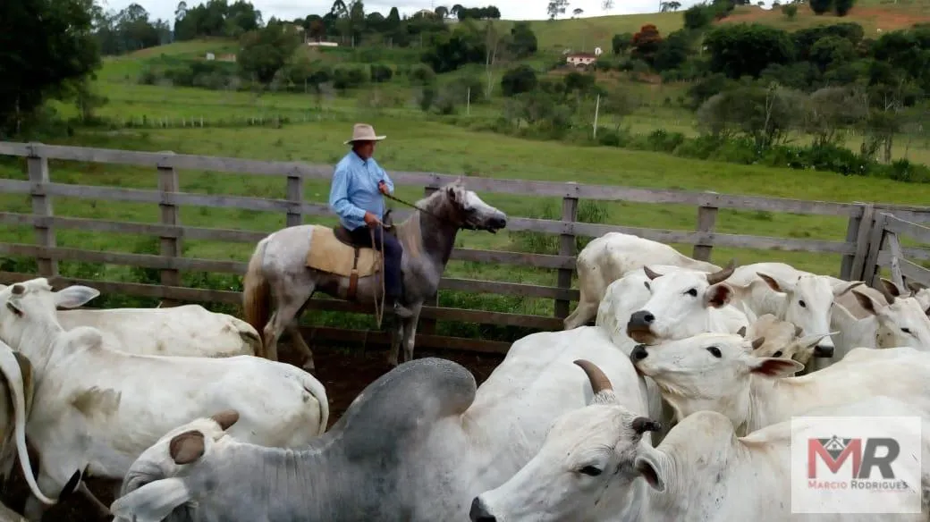 Sítio à venda de 48 ha em Cambuí, MG, Brasil