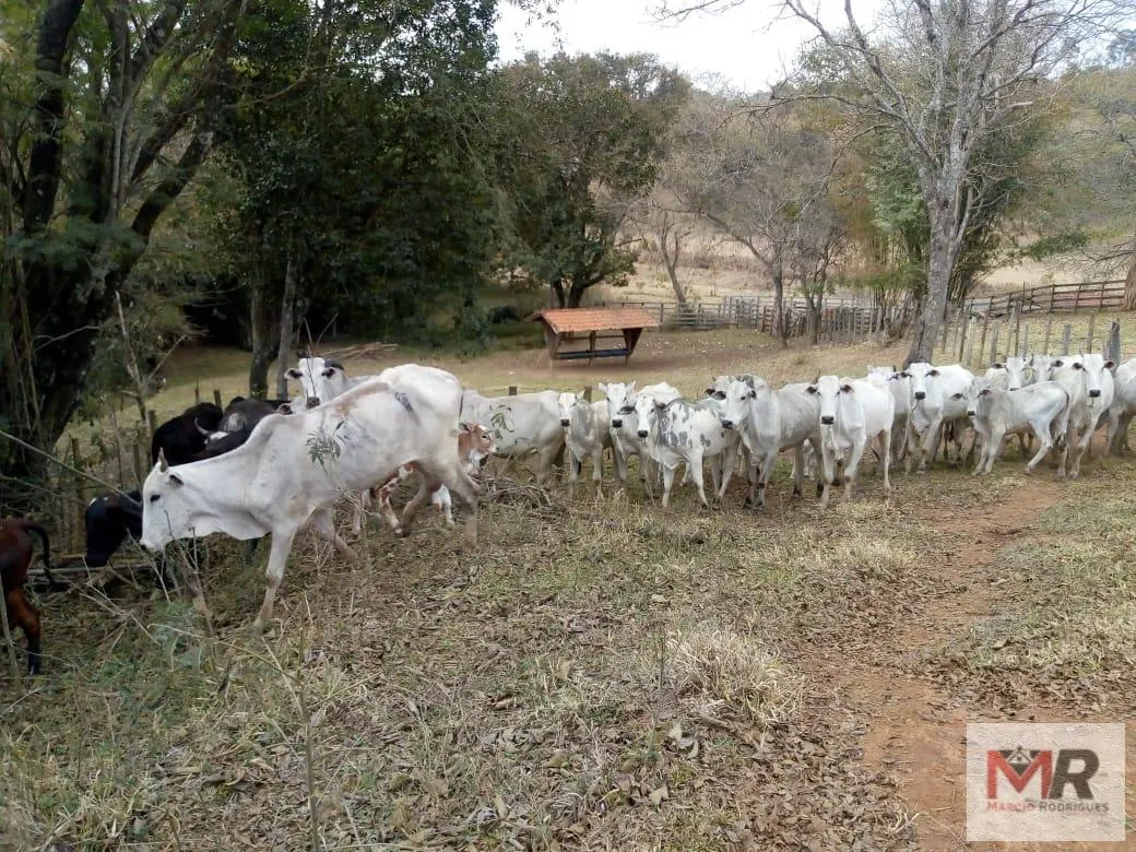 Sítio à venda de 48 ha em Cambuí, MG, Brasil