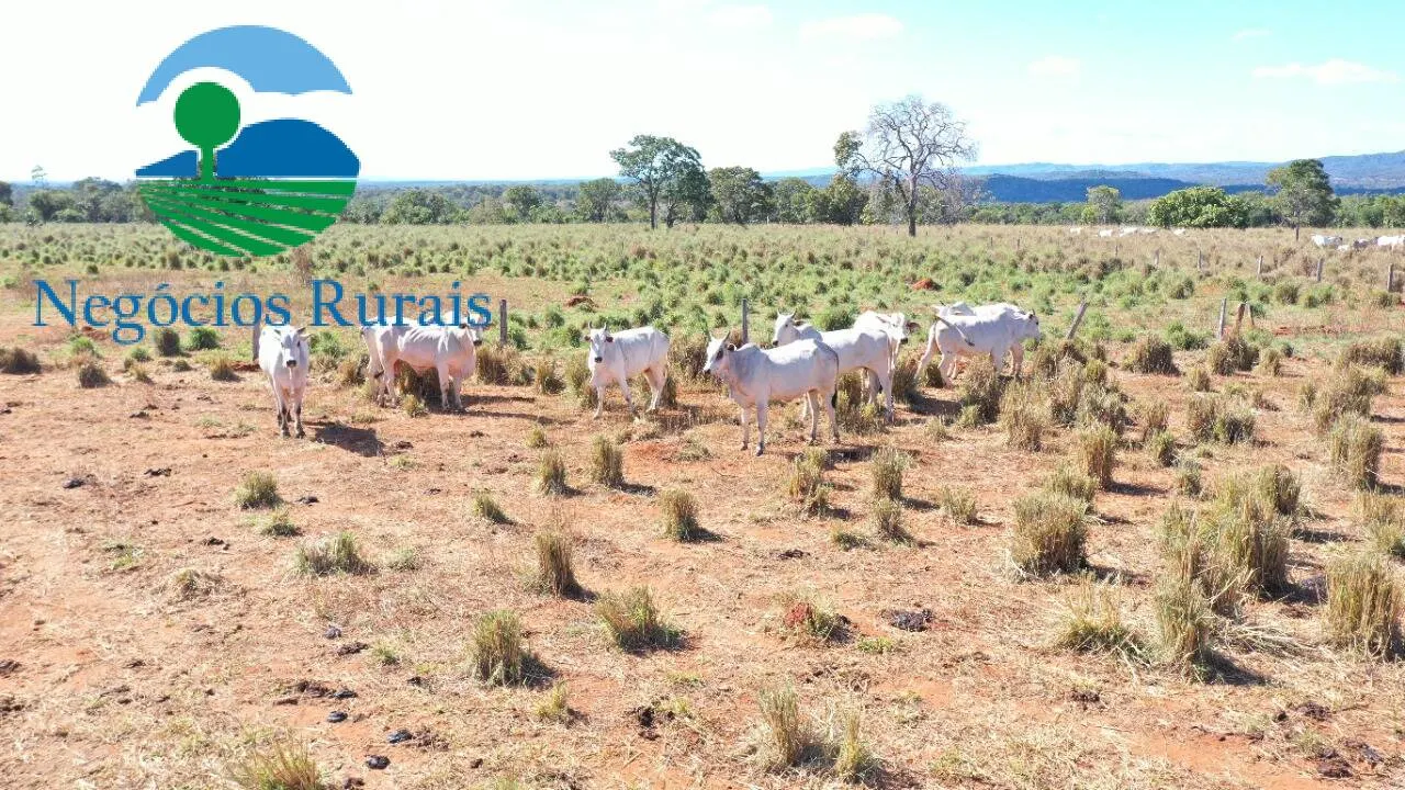 Fazenda à venda de 493 ha em Montividiu do Norte, GO, Brasil