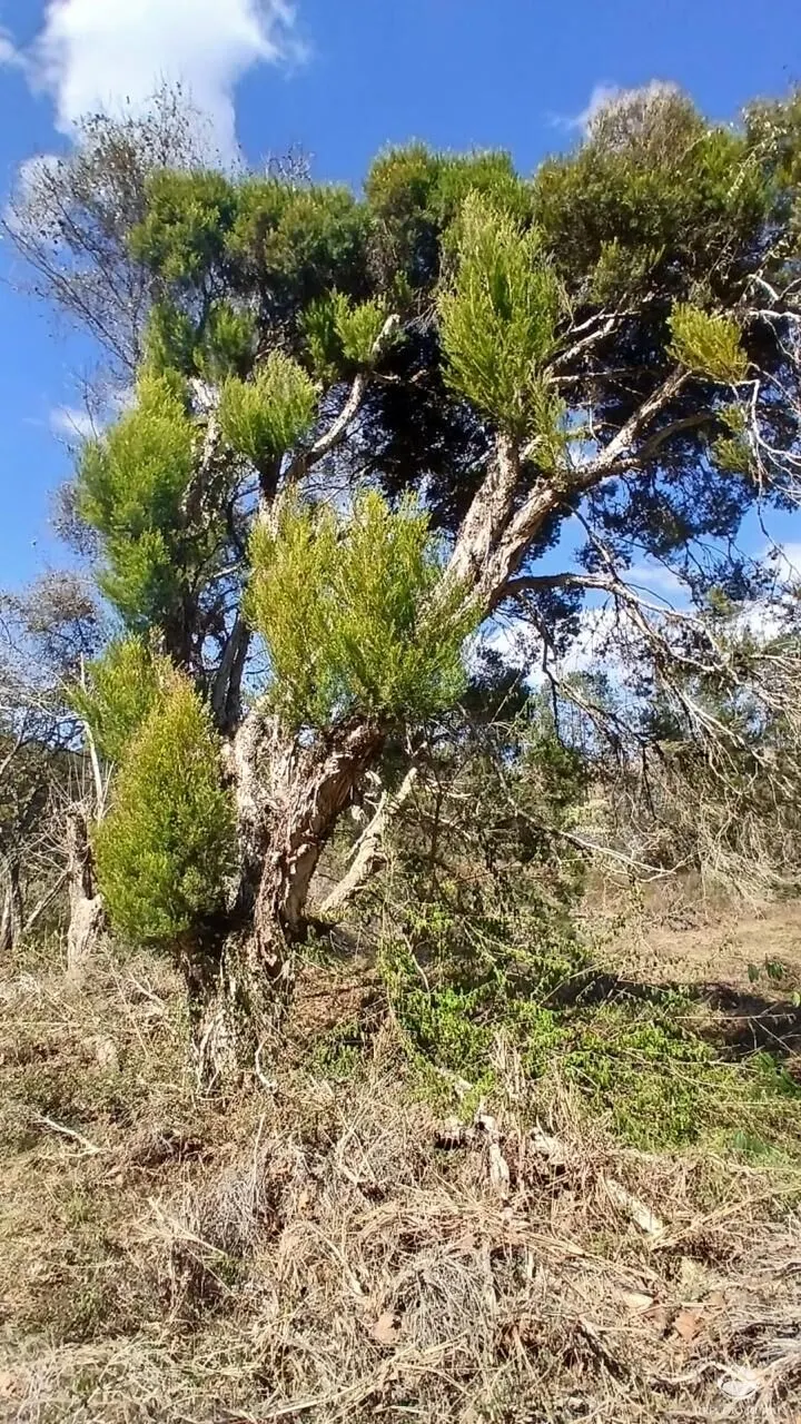 Terreno à venda de 1 ha em Gonçalves, MG, Brasil