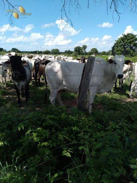 Fazenda à venda de 2.898 ha em Nossa Senhora do Livramento, MT, Brasil
