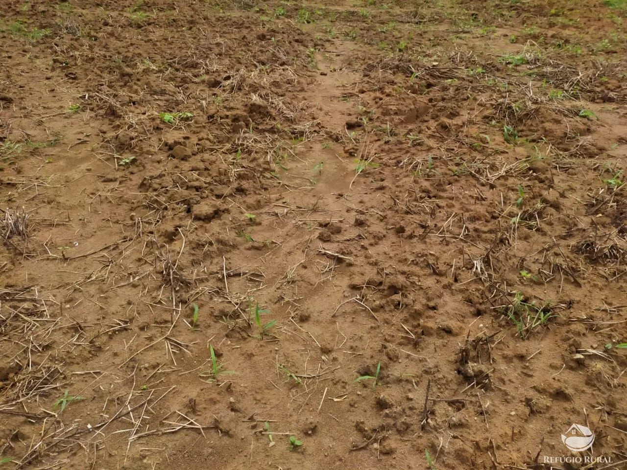 Fazenda à venda de 822 ha em Alvorada, TO, Brasil
