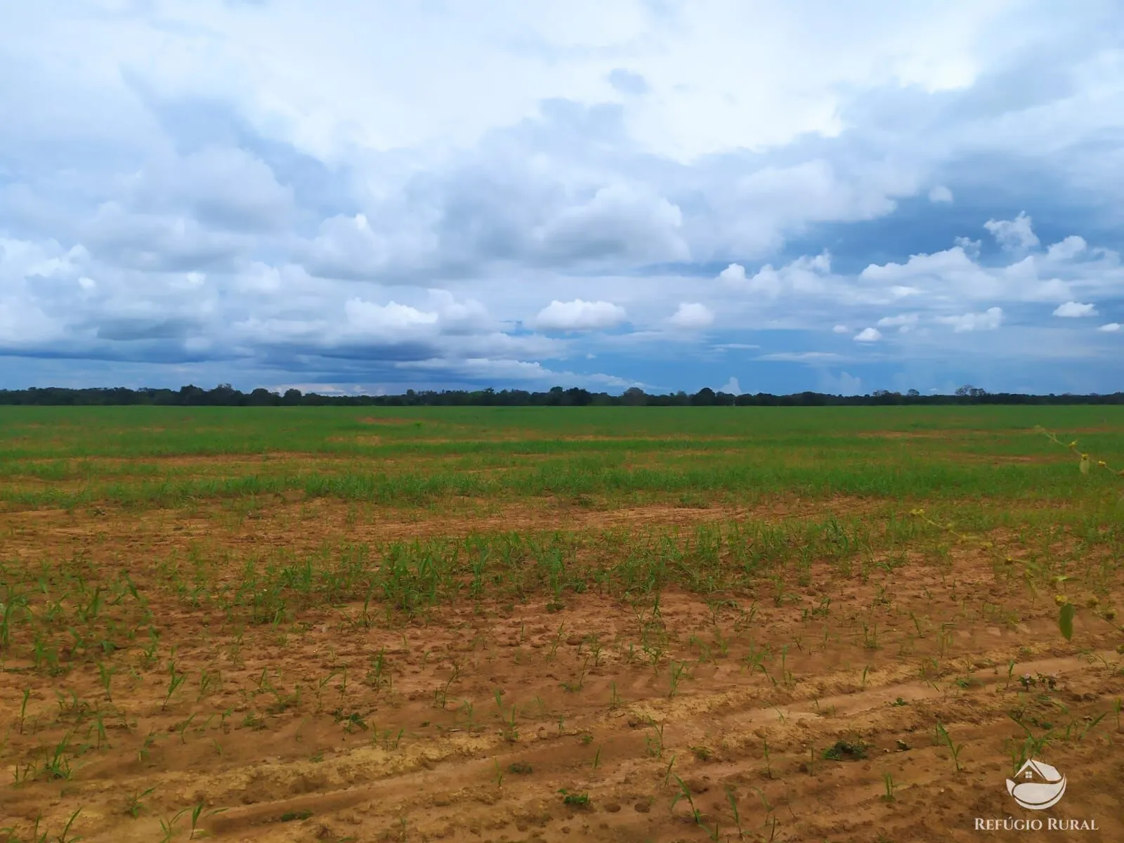 Fazenda à venda de 822 ha em Alvorada, TO, Brasil