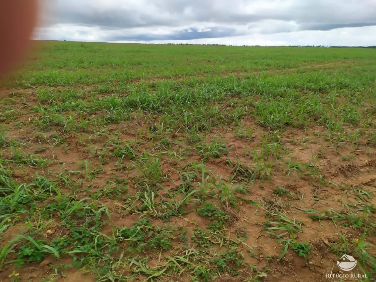 Fazenda à venda de 822 ha em Alvorada, TO, Brasil
