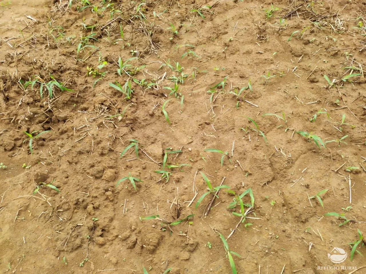 Fazenda à venda de 822 ha em Alvorada, TO, Brasil