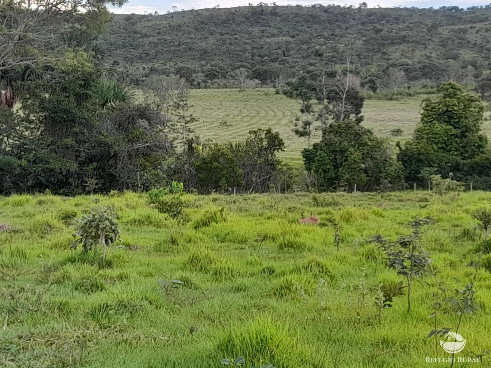 Fazenda à venda de 1.369 ha em Minaçu, GO, Brasil