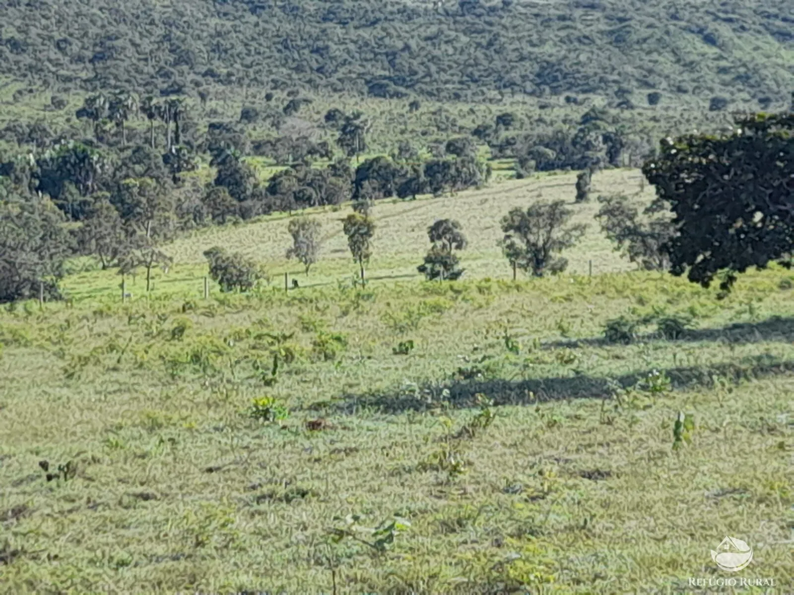 Fazenda à venda de 1.369 ha em Minaçu, GO, Brasil