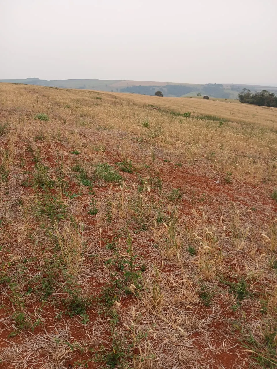 Fazenda à venda e para Arrendar de 435 ha em Piraju, SP, Brasil
