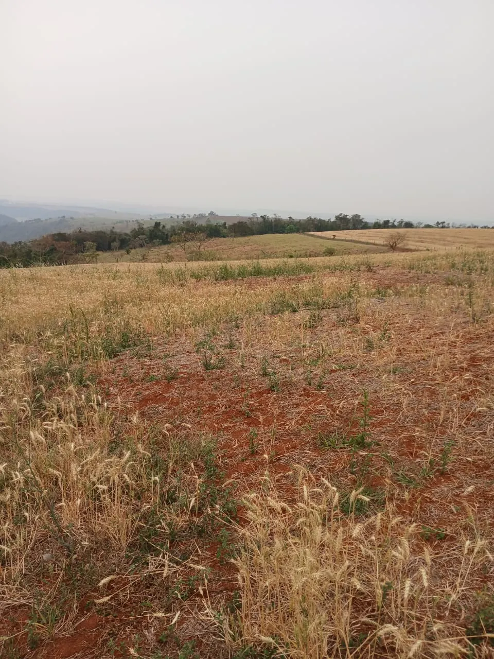 Fazenda à venda e para Arrendar de 435 ha em Piraju, SP, Brasil