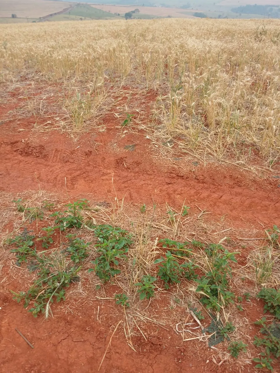 Fazenda à venda e para Arrendar de 435 ha em Piraju, SP, Brasil