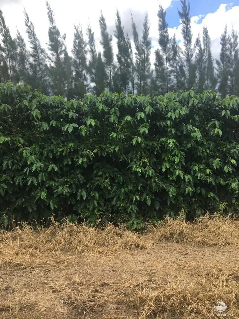 Fazenda à venda de 150 ha em Guimarânia, MG, Brasil